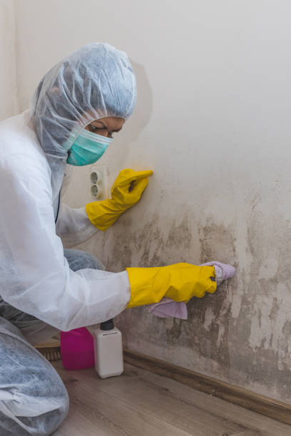 Best Mold Removal for HVAC Installations  in Sparta, TN